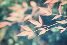 利兹联门将世界波，终结纽卡斯尔连胜